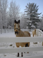 boarded horses in turnout