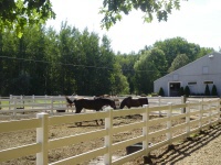 boarded horses in turnout