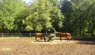 horses in outdoor boarding